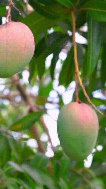 Mango ağacı. Ağaçta asılı duran olgun mango meyveleri. Sağlıklı, lezzetli organik yiyecekler. Doğa