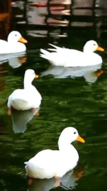 Yaz mevsiminde suda yüzen ördekler. Beyaz ördekler barış içinde yaşıyor ve birlikte vakit geçiriyorlar. Takım çalışması, aile eğlencesi, su yüzeyinde vahşi ördek sörfü. Doğadaki kuş.