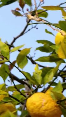 Limon ağacı. Bahçedeki bir ağaçta asılı limonlar. Sağlıklı, lezzetli organik yiyecekler. Doğa. Olgun limonları hasat etmeye hazır limon ağacının alçak açılı görüntüsü.