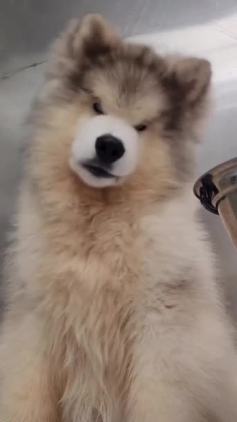 알래스카 말라테 강아지는 귀여운 — 비디오