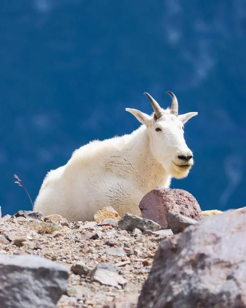 Mountain Goats Relaxing Hot Sun — Stock Photo, Image