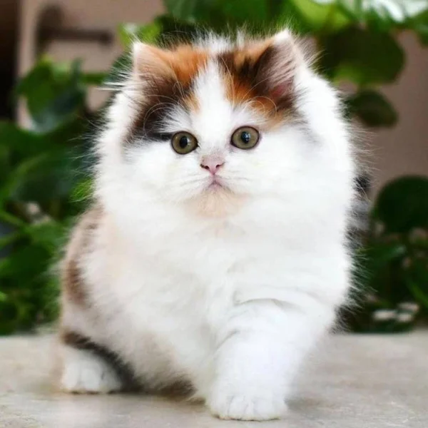 Симпатичная Кошка Фоне Дома — стоковое фото