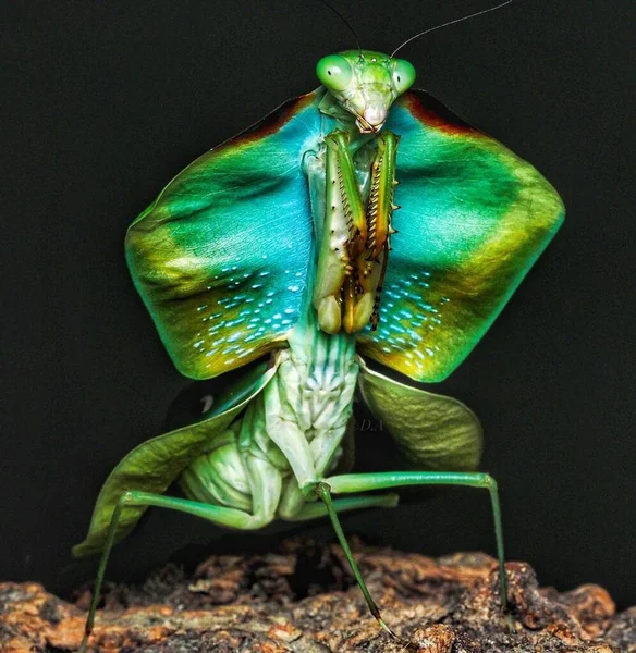 Choeradodis Rhomboidea Заброшенное Насекомое Зеленой Среде Демонстрирующее Природный Дикий Макро — стоковое фото
