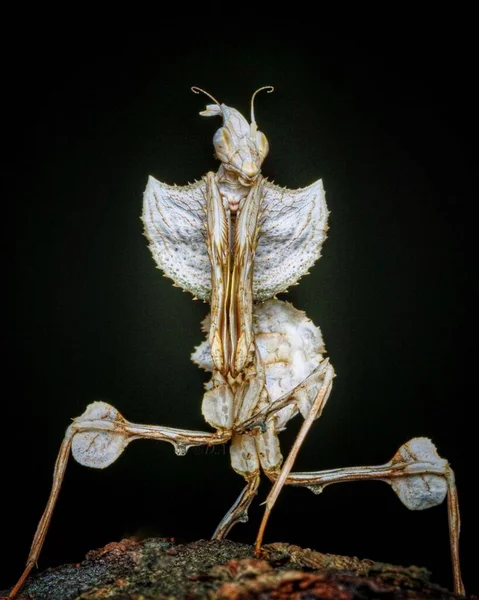 Dolomantis Diabolica Färgglada Bugg Svart Med Närbild Detalj Isolerad Inomhus — Stockfoto