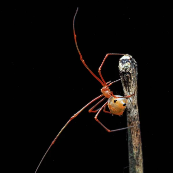 Amicia Lineatipes Ant Imitating Crab Spider Ветке Дерева — стоковое фото