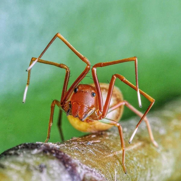 线虫Ant Mimic Crab Spider — 图库照片