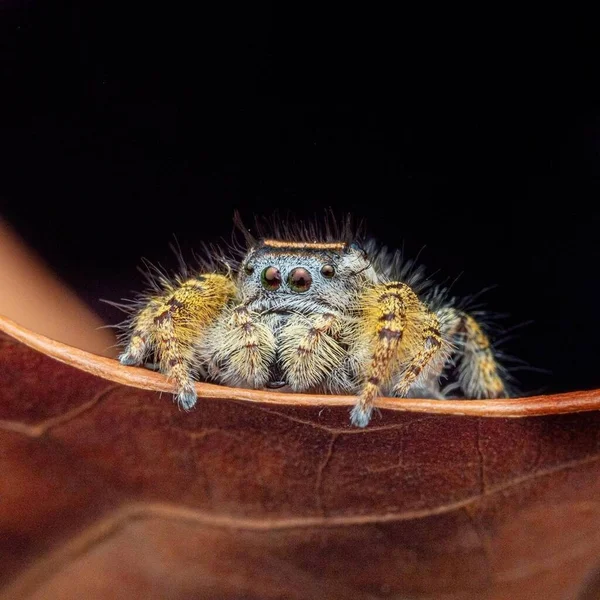Phidippus Arizonensis Doğadaki Bir Örümceğin Makro Fotoğrafı — Stok fotoğraf