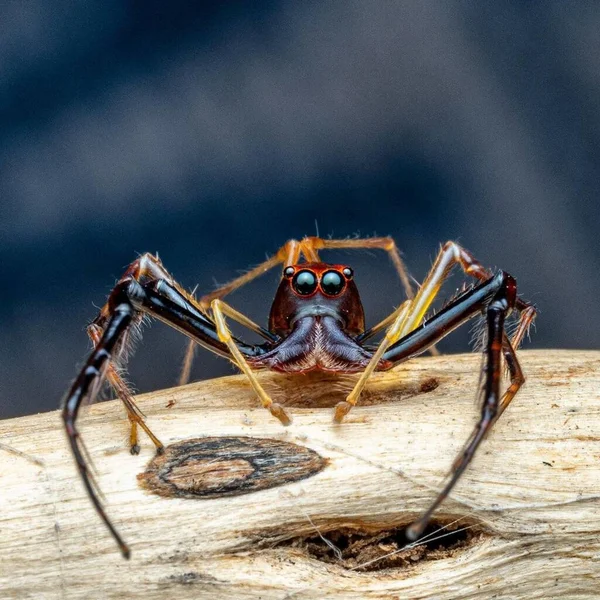 Viciria Felmandibularis Wide Chawed Viciria Spider — стоковое фото