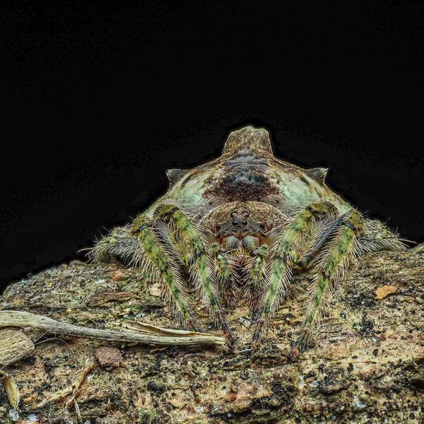 Talthybius Orb Weaver Etrafını Sarın — Stok fotoğraf