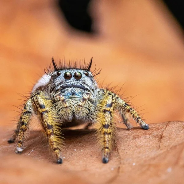 Phidippus Arizonensis 大自然中蜘蛛的宏观摄影 — 图库照片