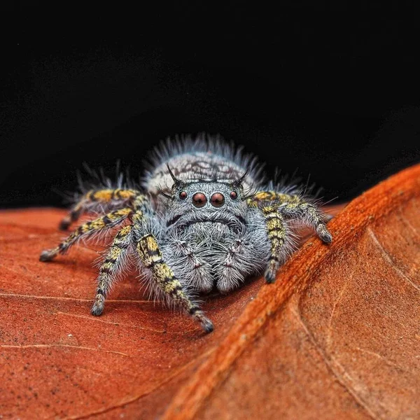 Phidippus Mystaceus 特写宏观摄影中的爬行蛛形纲动物 — 图库照片
