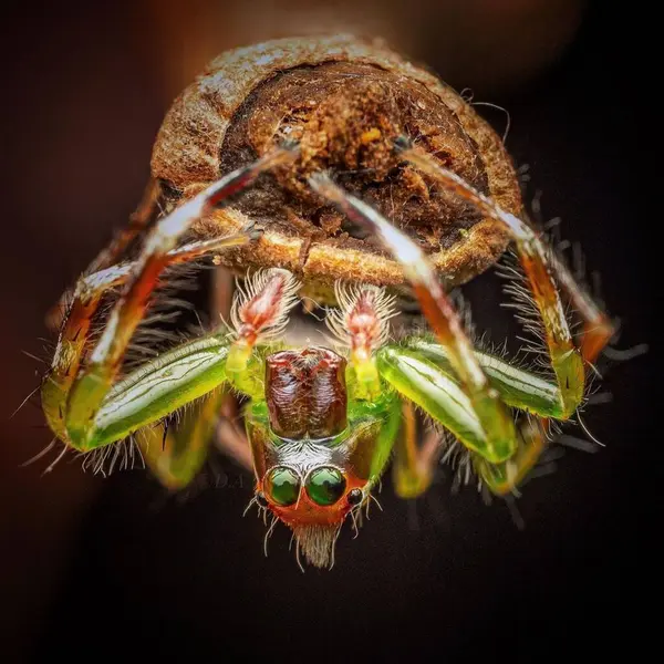 Epeus Flavobilineatus 黑色背景宏观摄影中的虫眼生物 — 图库照片