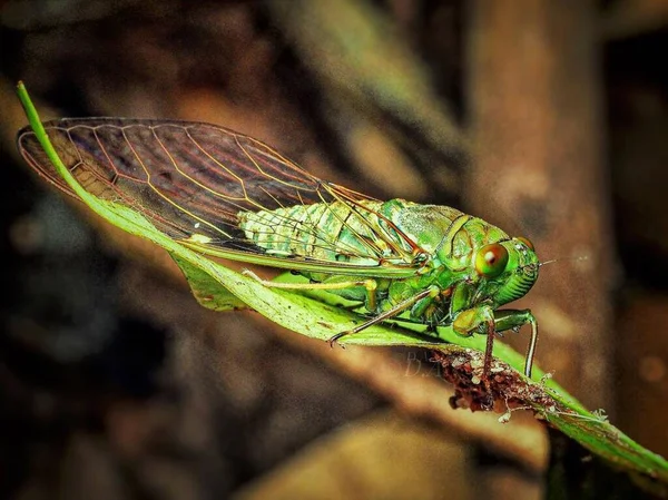Cicada Close Réptil Verde Natureza — Fotografia de Stock