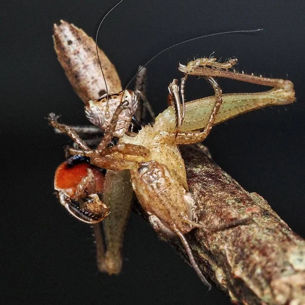 Bokser Mantis Close Ontmoeting Met Kleine Wilde Dieren Natuur Outdoor — Stockfoto