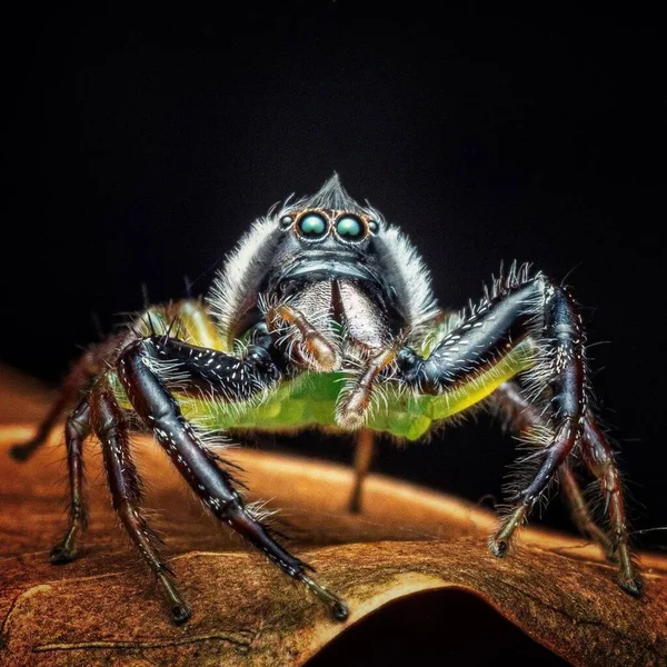 Mopsus Mormon Creepy Crawly Arachnid Close Wildlife Macro Photography — Foto de Stock