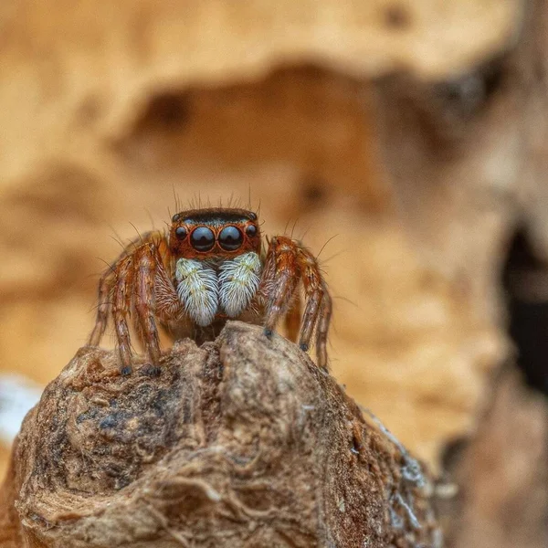 Úgy Van Carrhotus Hátborzongató Crawly Közelkép Makro Photography Insect Wildlife — Stock Fotó