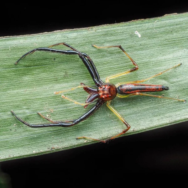 Viciria Praemandibularis 大颚的Viciria Spider — 图库照片