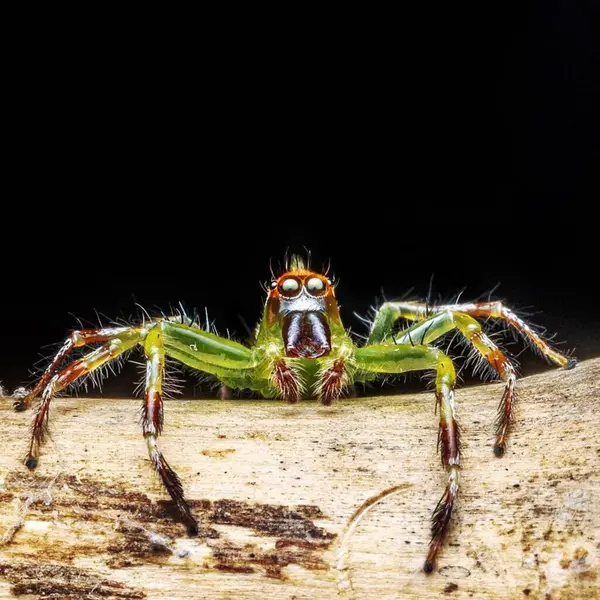Epeus Flavobilineatus Yellow Lined Epeus Spider — Stock Photo, Image