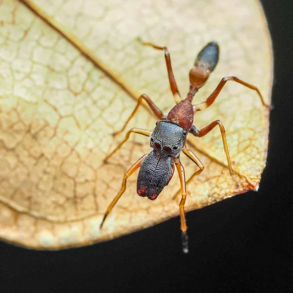 Myrmarachne Melanocephala Fêmea Formiga Imitando Aranha — Fotografia de Stock