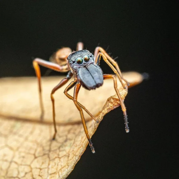 Myrmarachne Melanocephala Karınca Taklidi Yapan Örümcek — Stok fotoğraf
