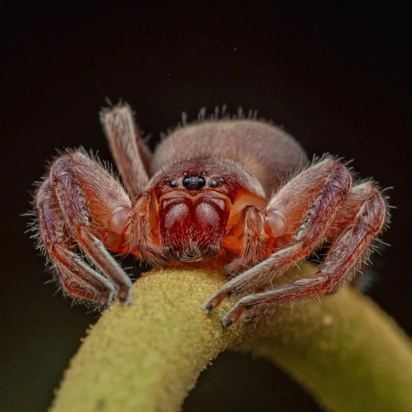 Thelcticopis sp. Huntsman spider