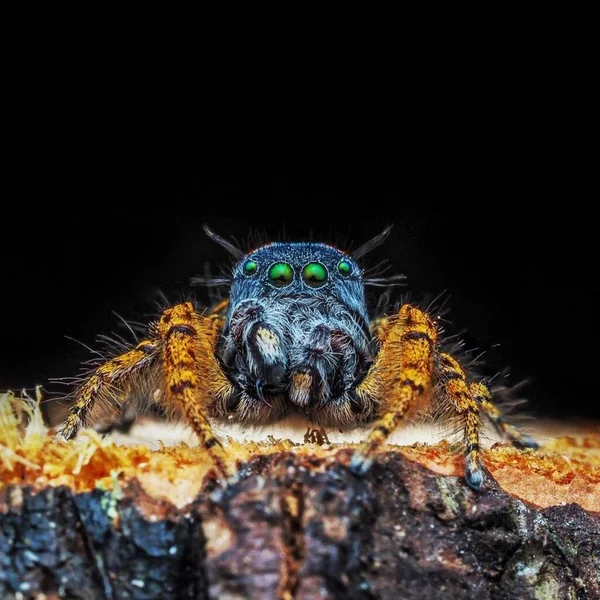Phidippus Mystaceus 小蜘蛛在自然界中的特写 — 图库照片