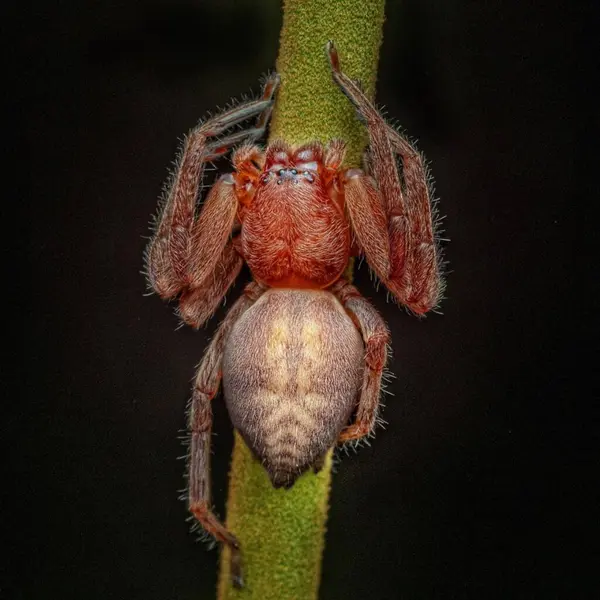 Thelcticopis Avcı Örümcek — Stok fotoğraf