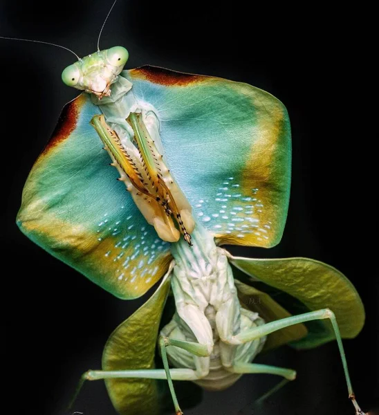 Choeradodis Rhomboidea Närbild Grön Insekt Mörk Bakgrund — Stockfoto