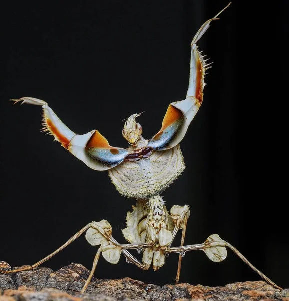 Idolomantis diabolica. Isolated Wildlife. Close-up of a Creature in the Natural World
