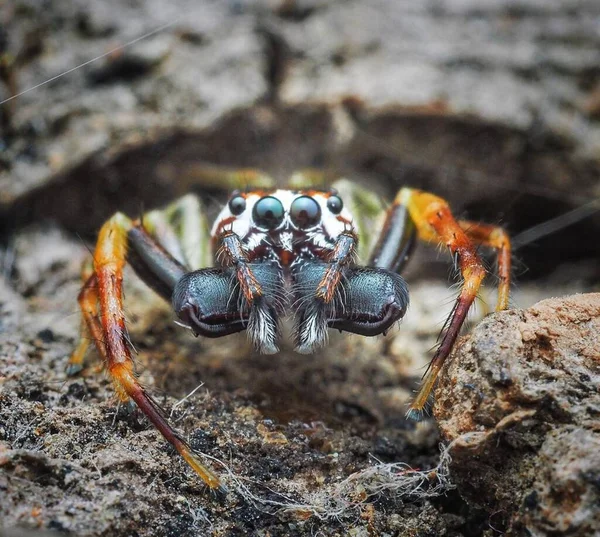 Salticidae Yakın Çekim Vahşi Yaşam Böceğin Hayvan Makro Fotoğrafı — Stok fotoğraf