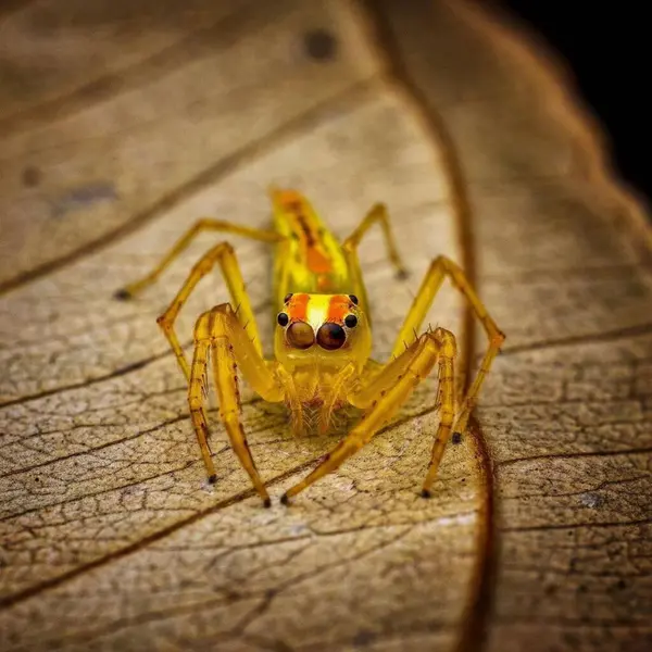 Τελαμόνια Διμιδιάτα Πολύχρωμο Macro Φωτογραφία Ενός Happy Yellow Insect Υπαίθριες — Φωτογραφία Αρχείου