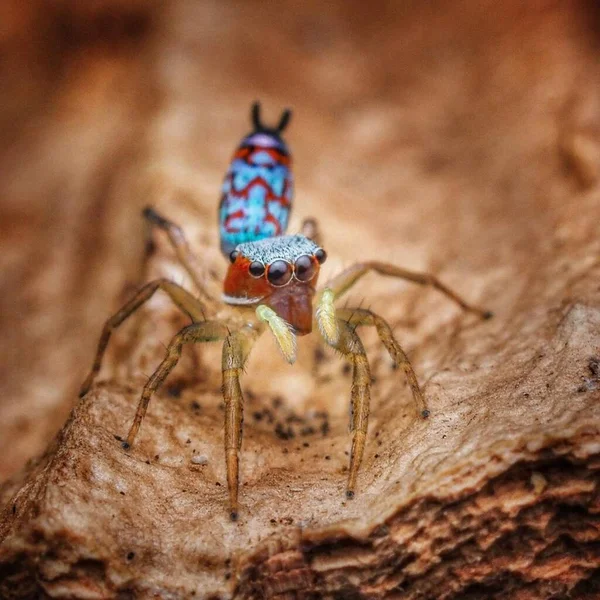 Chrysilla Lauta Weiblich Nahaufnahme Von Bug Eyed Creature Wildlife — Stockfoto
