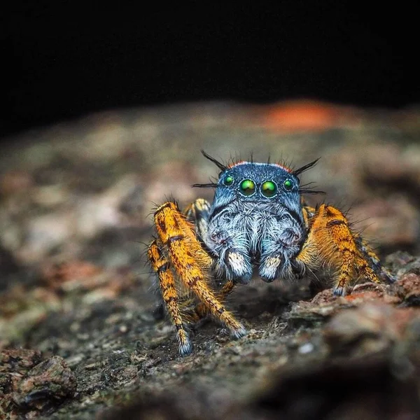Phidippus Mystaceus 宏观摄影中野生动物昆虫的特写 — 图库照片