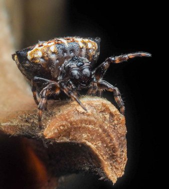 Thelacantha brevispina (Doleschall, 1857) Dikenli küre dokumacı