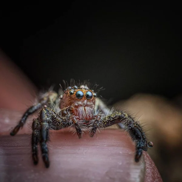 Salticidae Hairy Jumping Spider Close Macro Fotografia — Fotografia de Stock
