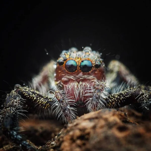 Salticidae Araña Saltadora Peluda Fotografía Macro Primer Plano —  Fotos de Stock