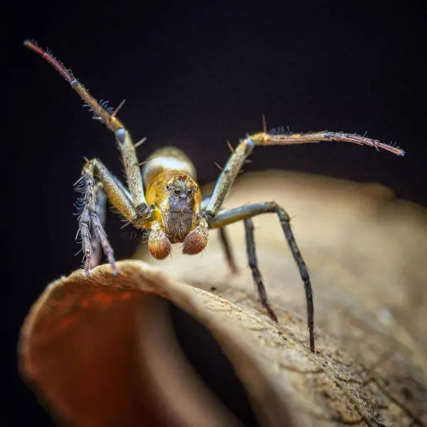 Hamataliwa Luchs Örümceği Maymun Suratlı Örümcek — Stok fotoğraf