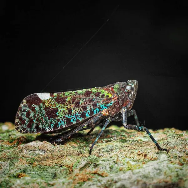 Fulgoridae 大型野生动物特写 自然环境中的绿色昆虫 — 图库照片
