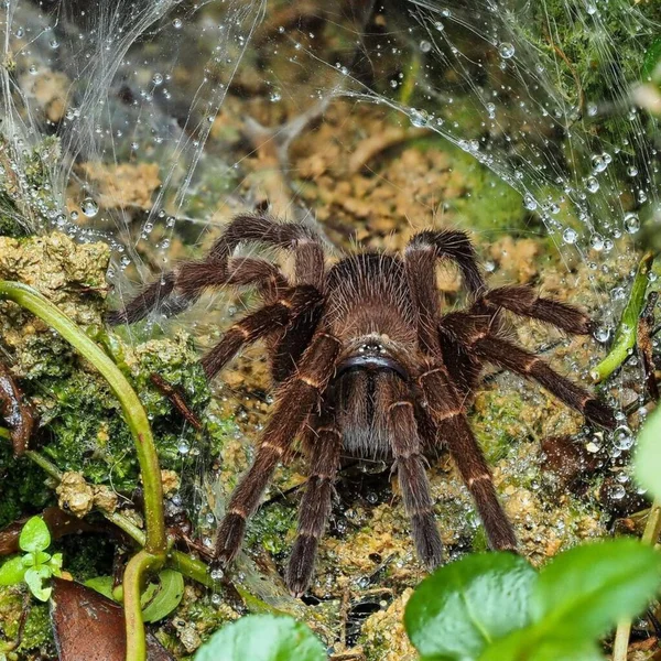 Phlogiellus Zbliżenie Dzikiej Przyrody Arachnid Przyrodzie — Zdjęcie stockowe