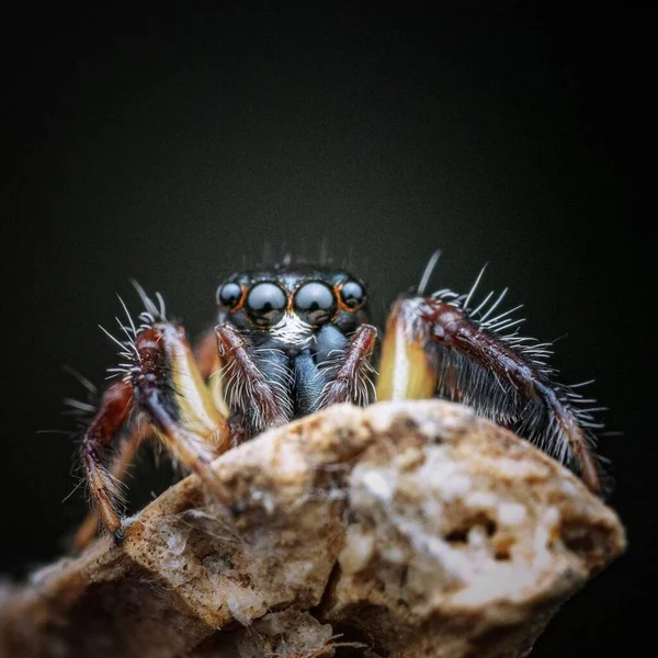 Pancorius Assustador Close Foco Seletivo Aranha Natureza — Fotografia de Stock