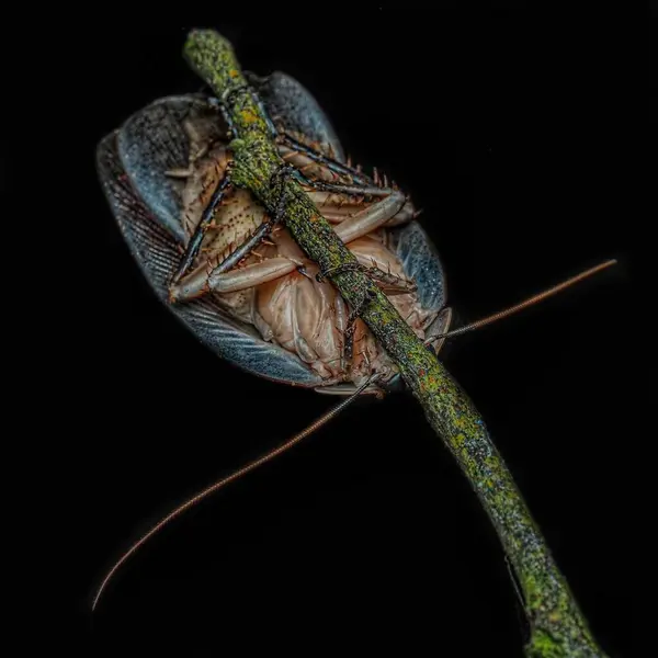 시도호라시스피스 Dead Leaf Cockroach는 — 스톡 사진