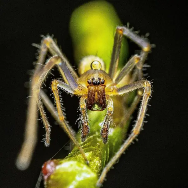 Cheiracanthium Amarelo Sac Spider — Fotografia de Stock
