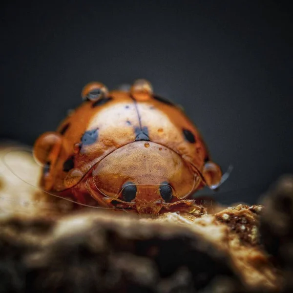 Lady Bug love. Close-up of Detailed Wildlife Creature in Nature
