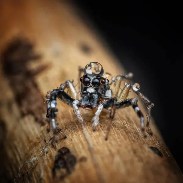 Phthe versicolor (C.L.Koch, 1846) Siyah bantlı Sarı Jumper