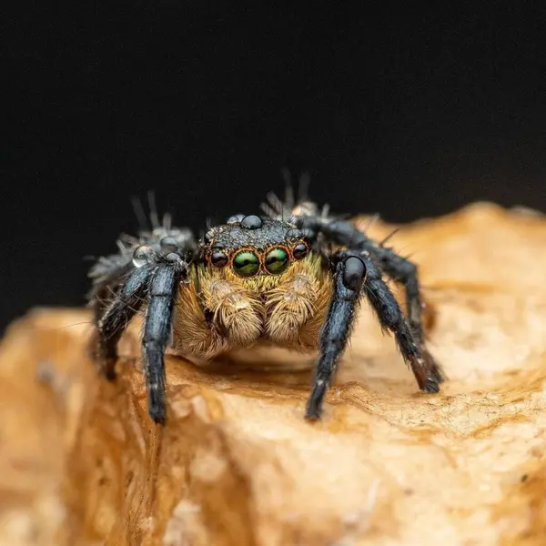 Salticidae. Happy Spider Close-up: Creepy Arachnid with Eight Legs in Macro Wildlife Photography