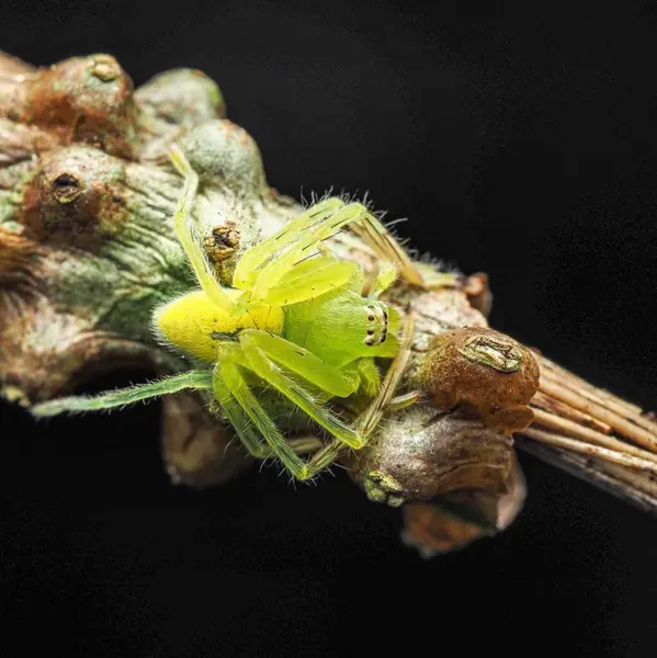 Gnathopalystes sp. Jade huntsman spider