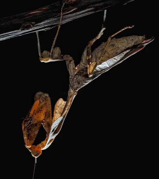 Deroplatys desiccata female. Back Lighting on Dead Leaf Mantis