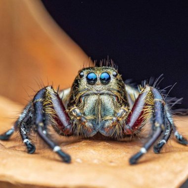  Hyllus diardi. Vahşi Yaşam 'daki Ürkütücü Örümcek' in Büyütülmüş Detayları