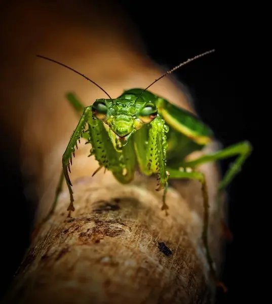 Green Mantis. Close-up of a Green Insect: Wildlife Macro Photography