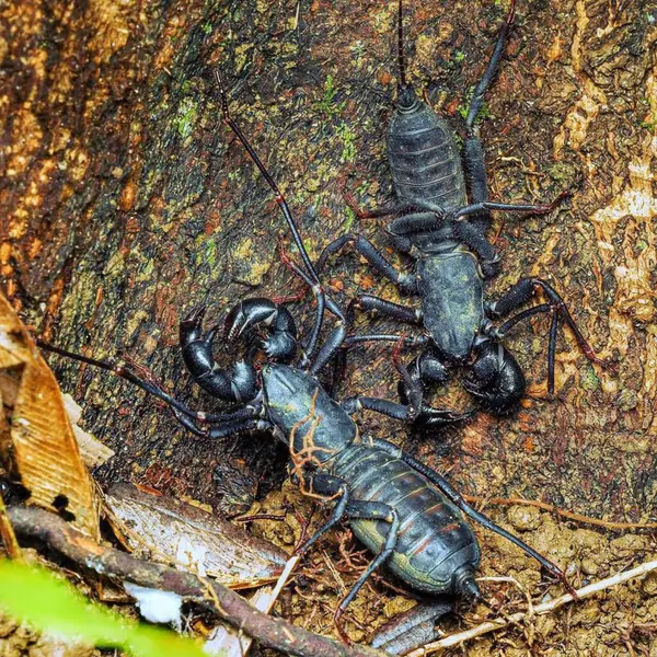 Thelyphonida Whip scorpion. Wildlife in Natural Habitat